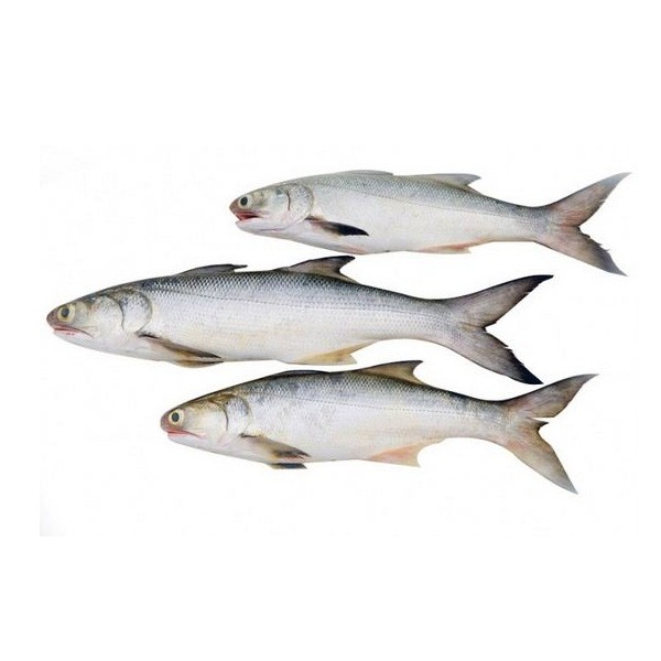 indian salmon fish