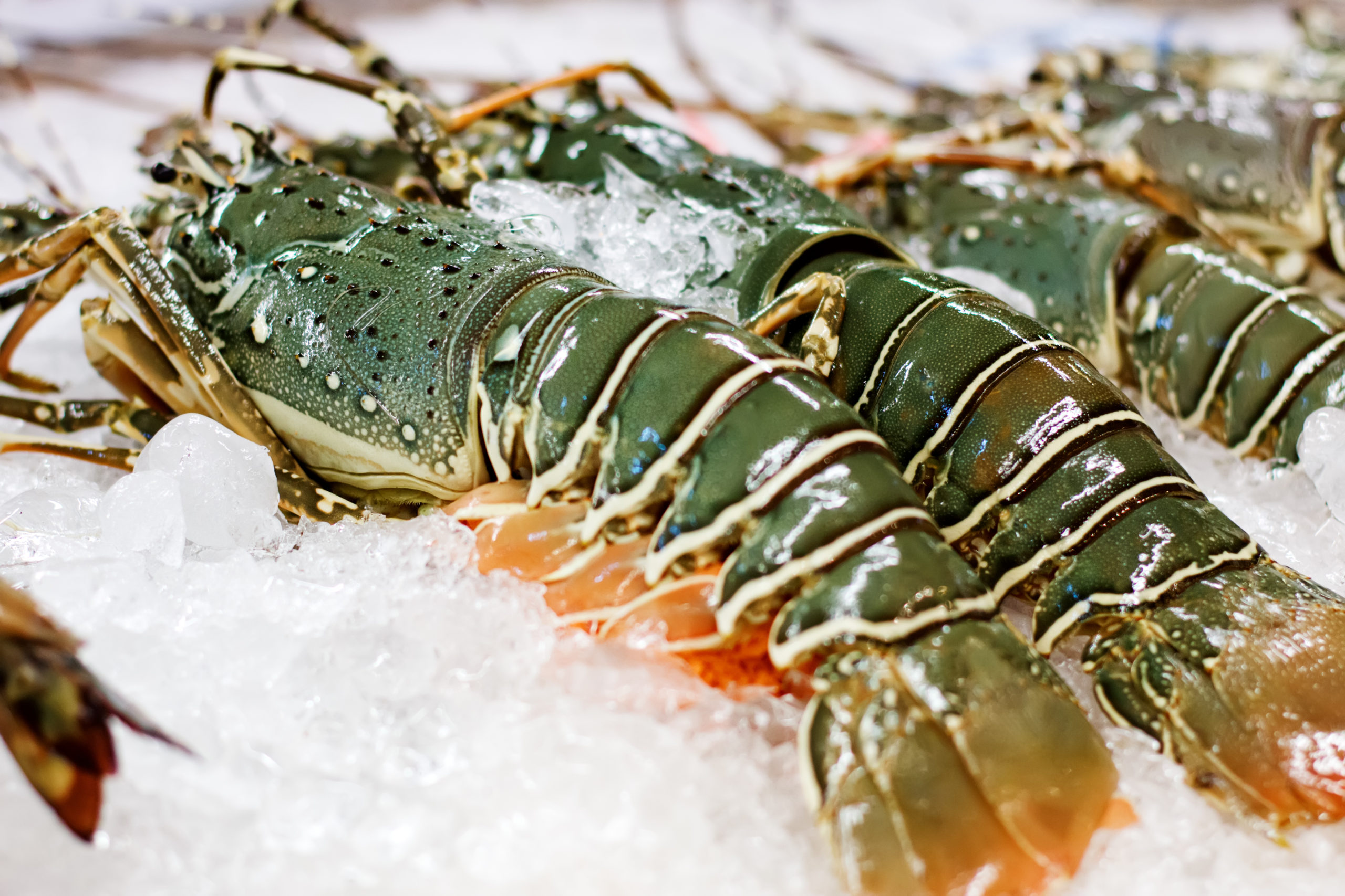 FRESH INDIAN LOBSTER SMALL Adam Seafood Fresh Seafood and Fishmonger's