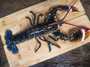 LIVE CANADIAN LOBSTER